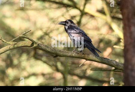 Schorfheide, Allemagne.11 octobre 2021.11.10.2021, Schorfheide.Un Corbeau commun (Corvus corax) se trouve sur une branche du parc animalier Schorfheide au nord de Berlin.La nourriture pour les animaux du zoo attire de nombreux corbeaux.Les gros oiseaux noirs volent leur part.Crédit: Wolfram Steinberg/dpa crédit: Wolfram Steinberg/DPA/dpa/Alay Live News Banque D'Images