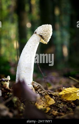 Le Phallus impudicus Linné dans la forêt. Photo a été prise dans le milieu naturel. Banque D'Images
