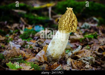 Le Phallus impudicus Linné dans la forêt. Photo a été prise dans le milieu naturel. Banque D'Images