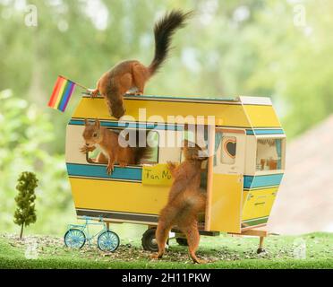 les écureuils rouges sont debout dans une voiture de maison Banque D'Images