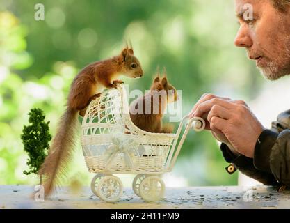 jeunes écureuils rouges avec un homme debout avec une poussette Banque D'Images