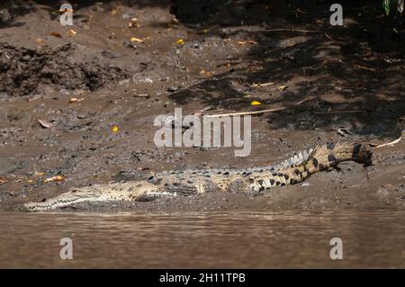 Un crocodile américain, Crocodylus acutus, se baquant sur une rive.Parc national de Palo Verde, Costa Rica. Banque D'Images