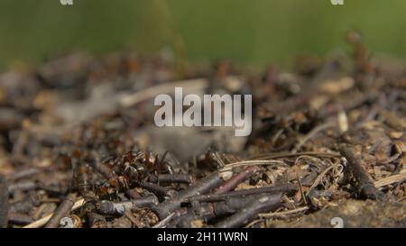 Gros plan des fourmis sauvages qui se balanlent autour de leurs anthbas.Anthill dans la forêt parmi les feuilles sèches.insectes travaillant emmet en marche autour du trou dans le th Banque D'Images