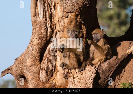 Deux babouins de chacma, Papio ursinus, assis dans la fourchette d'un arbre.Mashatu Game Reserve, Botswana. Banque D'Images