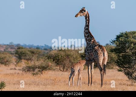 Une girafe du sud, Giraffa camelopardalis, qui allaite son nouveau-né.Mashatu Game Reserve, Botswana. Banque D'Images
