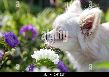 Le Chihuahua blanc renifle des fleurs dans le jardin.Portrait d'un chihuahua à poil long, gros plan. Banque D'Images