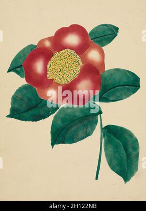 Fleur chinoise, années 1800.Mary Altha Nims (américaine, 1817-1907).Aquarelle; Banque D'Images