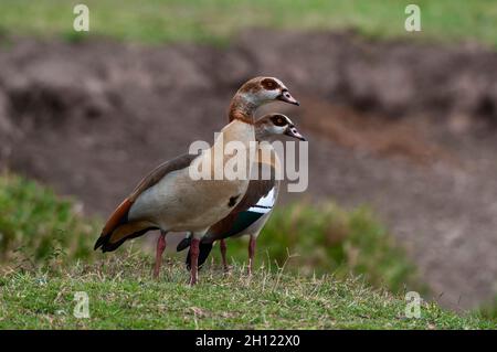 Une paire d'oies égyptiennes, Alopochen aegyptiacus.Réserve nationale de Masai Mara, Kenya. Banque D'Images