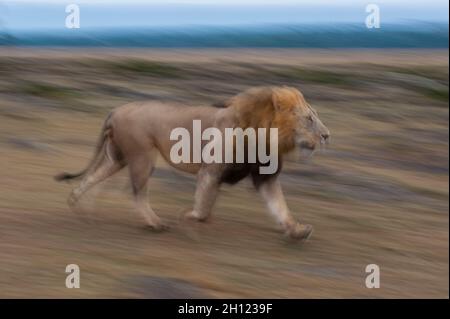 Portrait d'un lion mâle, Panthera leo, courant.Réserve nationale de Masai Mara, Kenya. Banque D'Images
