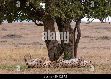 Deux cheetahs, Acinonyx jubatus, reposant sur le dos sous un arbre.Réserve nationale de Masai Mara, Kenya. Banque D'Images