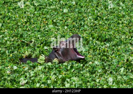 Un bébé hippopotame, Hippopotamus amphibius, qui baille dans une piscine d'eau remplie de plantes aquatiques.Réserve nationale de Masai Mara, Kenya. Banque D'Images