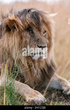 Portrait d'un lion mâle au repos, Panthera leo, connu dans le Masai Mara AS, Scarface.Réserve nationale de Masai Mara, Kenya. Banque D'Images