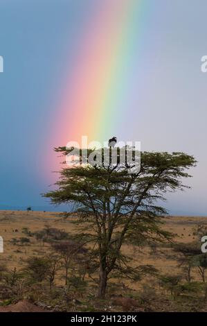 Un vautour à lanpette, Torgos tracheliotos, dans un acacia sous un ciel orageux avec un arc-en-ciel.Réserve nationale de Masai Mara, Kenya. Banque D'Images