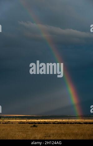 Un troupeau de wildebeests, Connochaetes taurinus, marchant en ligne sous un ciel orageux avec un arc-en-ciel.Réserve nationale de Masai Mara, Kenya. Banque D'Images