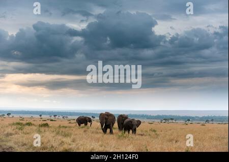 Des éléphants d'Afrique, Loxodonta africana, marchant dans la savane sous un ciel rempli de nuages.Réserve nationale de Masai Mara, Kenya. Banque D'Images