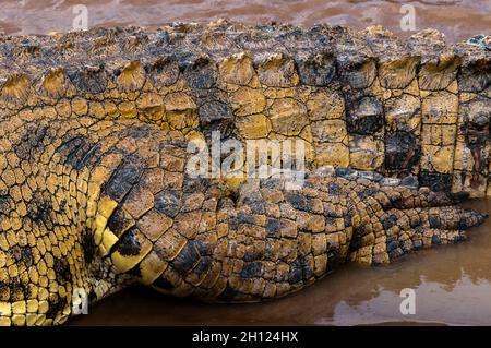 Gros plan d'un crocodile du Nil, Crocodilus niloticus, montrant les détails de l'échelle.Rivière Mara, réserve nationale de Masai Mara, Kenya. Banque D'Images