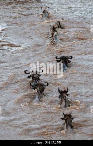 Des wildebeests en migration, Connochaetes taurinus, et des zèbres des plaines, Equus quagga, traversant la rivière Mara.Rivière Mara, réserve nationale de Masai Mara, Kenya Banque D'Images