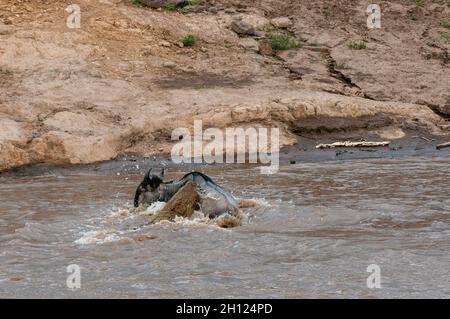 Un crocodile du Nil, Crocodilus niloticus, attaquant un faneur, Connochaetes taurinus, traversant la rivière Mara.Rivière Mara, réserve nationale de Masai Mara Banque D'Images