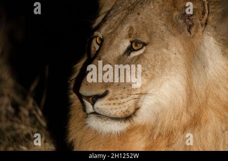 Gros plan d'un lion mâle, Panthera leo, la nuit.Mala Mala Game Reserve, Afrique du Sud. Banque D'Images