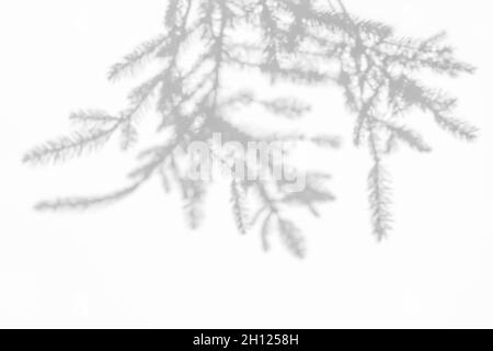 Effets de superposition d'ombres pour le marquage.Maquettes.Scènes d'éclairage naturel.Ombres grises des branches d'épinettes sur un mur blanc. Banque D'Images