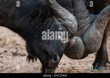 Gros plan de deux buffles africains, Syncerus caffer, sparring.Mala Mala Game Reserve, Afrique du Sud. Banque D'Images