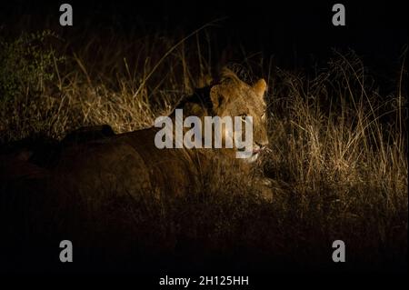 Un jeune lion mâle, Panthera leo, se reposant la nuit.Mala Mala Game Reserve, Afrique du Sud. Banque D'Images