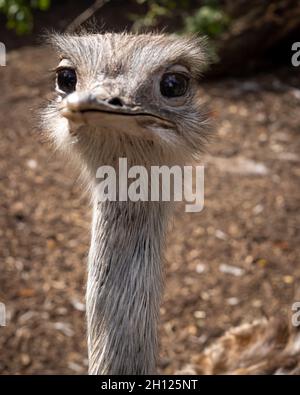 Nandou gris.Gros plan d'un drôle de visage d'oiseau regardant la caméra. Banque D'Images