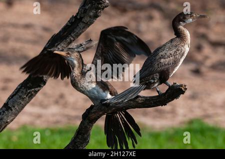 Deux cormorans à poitrine blanche, Phalacrocorax lucidus, sur une branche; un décollage.Parc national de Chobe, Botswana. Banque D'Images
