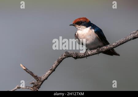 Portrait d'une hirondelle à queue métallique, Hirundo smithii, perçant sur une branche.Parc national de Chobe, Botswana. Banque D'Images