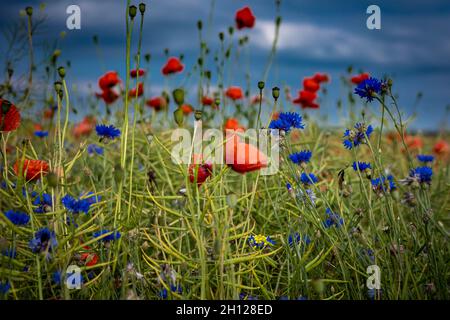 Le pavot rouge et les fleurs de centaurée fleurissent dans le champ. Jour d'été, ciel bleu. Banque D'Images