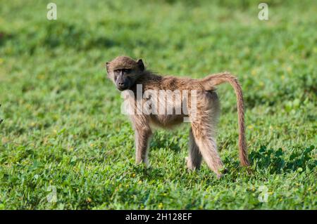 Portrait d'un bébé chacma babouin, Papio ursinus, regardant l'appareil photo.Parc national de Chobe, Botswana. Banque D'Images