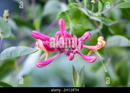 Une seule fleur de chèvrefeuille de Goldflame, Lonicera x heckrottii, en été.Kansas, États-Unis. Banque D'Images