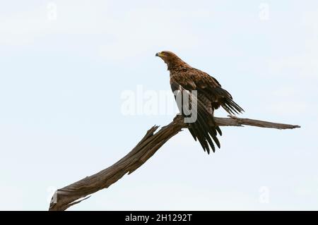 Un aigle tawny, Aquila rapax, prêt à partir d'une branche d'arbre.Savute Marsh, parc national de Chobe, Botswana. Banque D'Images