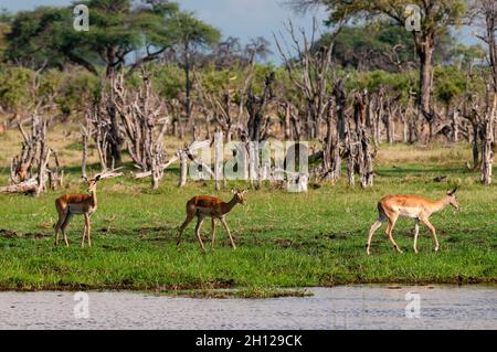 Impalas, Aepyceros melampus, marchant le long d'une voie navigable dans le delta de l'Okavango.Zone de concession Khwai, Okavango, Botswana. Banque D'Images