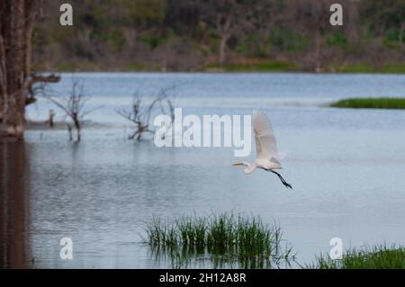 Un grand aigreet, Ardea alba, survolant le delta de l'Okavango.Concession Khwai, delta d'Okavango, Botswana. Banque D'Images