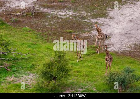 Une vue aérienne des girafes du sud, Giraffa camelopardalis, courant.Delta d'Okavango, Botswana. Banque D'Images