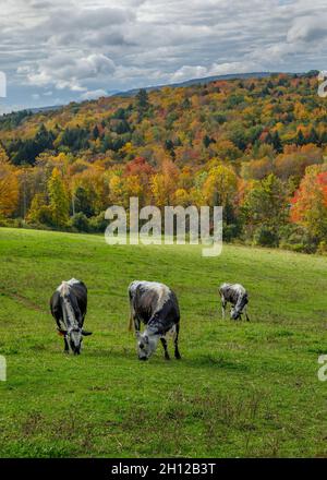 Une montagne de couleurs d'automne fournit un fond pour 3 vaches qui bissent à la ferme de Sugarbush à Woodstock, Vermont, États-Unis Banque D'Images