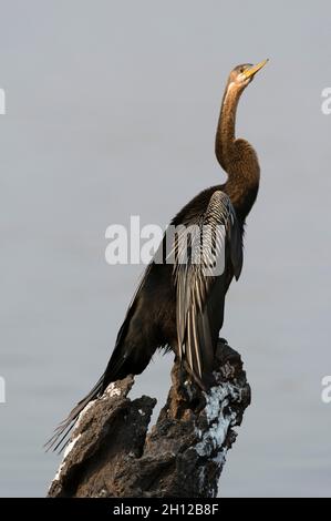 Un dartre africain, Anhinga rufa, perché sur un tronc d'arbre mort.Parc national de Chobe, Botswana. Banque D'Images