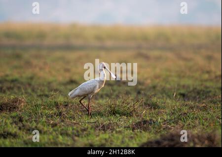 Une cuillerée africaine, Platalea alba, marchant sur une plaine herbeuse.Parc national de Chobe, Botswana. Banque D'Images