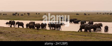 Un troupeau d'éléphants d'Afrique, Loxodonta africana, en train de boire.Parc national de Chobe, Botswana. Banque D'Images