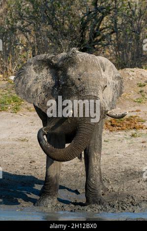 Portrait d'un éléphant d'Afrique, Loxodonta africana, qui se coud dans un trou d'eau.Savute Marsh, parc national de Chobe, Botswana. Banque D'Images