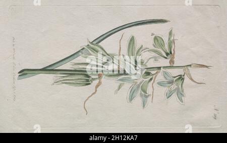 Le magazine botanique ou le jardin des fleurs : étoile de Bethléem, 1794.William Curtis (britannique, 1746-1799).Gravure, couleur main; Banque D'Images