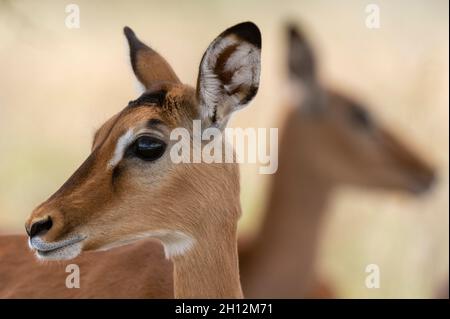 Portrait d'un veau d'impala, Aepyceros melampus.Parc national du lac Nakuru, Kenya, Afrique. Banque D'Images