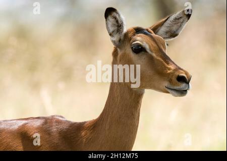 Portrait d'une Impala, Aepyceros melampus.Parc national du lac Nakuru, Kenya, Afrique. Banque D'Images