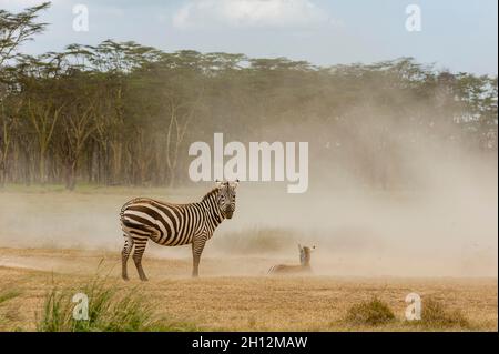 Un zèbre des plaines, Equus quagga, et son ennemi dans une tempête de poussière au parc national du lac Nakuru.Parc national du lac Nakuru, Kenya, Afrique. Banque D'Images