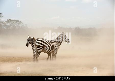 Zèbres des plaines, Equus quagga, dans une tempête de poussière au parc national du lac Nakuru.Parc national du lac Nakuru, Kenya, Afrique. Banque D'Images