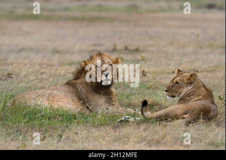 Une paire de Lions, Panthera leo, reposant sur l'herbe.Réserve nationale de Masai Mara, Kenya, Afrique. Banque D'Images