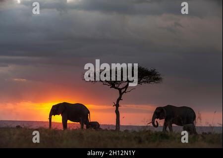 Silhouette d'éléphants africains, Loxodonta africana, marchant avec leur veau au coucher du soleil.Réserve nationale de Masai Mara, Kenya, Afrique. Banque D'Images