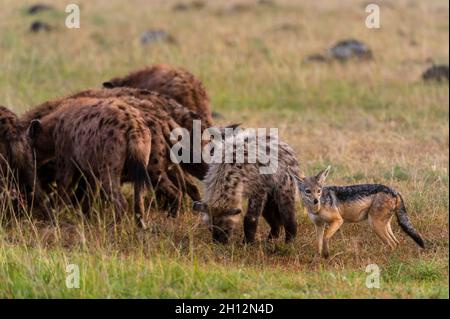 Un jackal à dos noir attendant de voler un morceau de viande comme des hyènes tachetés, Crocuta crocuta, se nourrissent d'un wildebeest, Connochaetes taurinus.Masai Mara NAT Banque D'Images