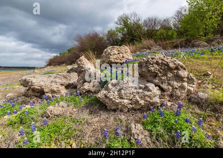 Texas bluebonnets au lac Travis à Austin, Texas Banque D'Images